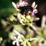 Parsonsia crebriflora 花
