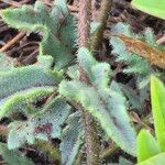Tridax procumbens Folio