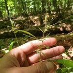 Elymus hystrix Frukto