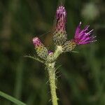 Cirsium palustreFlor