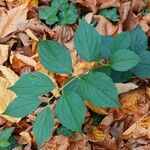 Philadelphus pubescens Hoja