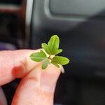 Cardamine bonariensis Leaf