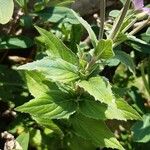 Epilobium alpestre Natur