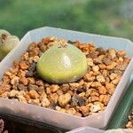 Conophytum burgeri List