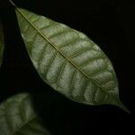 Pradosia cochlearia Leaf