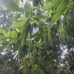 Alstonia macrophylla ഇല