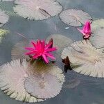 Nymphaea rubra ᱵᱟᱦᱟ