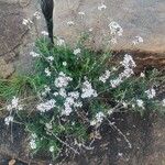 Otomeria oculata Virág