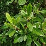 Styrax japonicus Folha