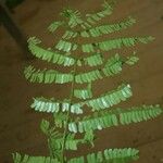 Pseudopiptadenia psilostachya Yaprak