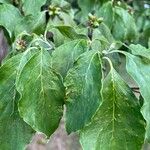 Cornus floridaFolio