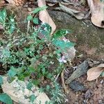 Canscora diffusa Flor