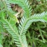 Selaginella concinna পাতা