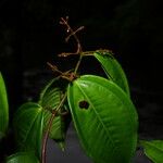 Miconia sarmentosa Fruit