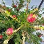 Melaleuca linearis花