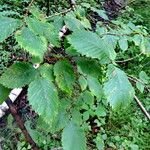 Ulmus laevis Blad