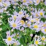 Aster tataricus Blomma