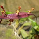 Bulbophyllum falcatum Kvet