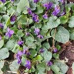 Viola odorata Plante entière