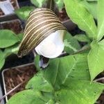 Arisaema sikokianum Blatt