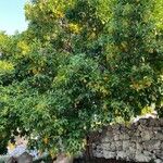 Ehretia tinifolia Hábito
