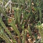 Euphorbia caput-medusae Ліст