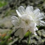 Armeria leucocephala Flor