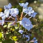 Plumbago europaea Flower