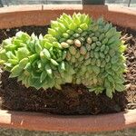 Graptopetalum macdougallii Leaf