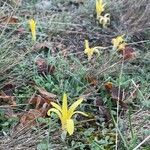 Sternbergia colchiciflora Blodyn