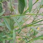 Polygonum bellardii Bark