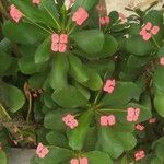 Euphorbia miliiFolha