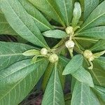 Edgeworthia tomentosa Flors