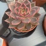 Graptopetalum rusbyi ഇല