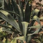 Agave shaferi Habitus