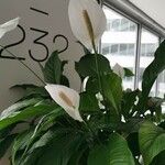 Spathiphyllum wallisii Kwiat