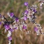 Limonium vulgare Žiedas