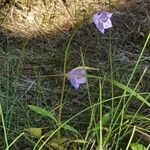 Campanula persicifoliaFlower