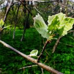 Populus alba List