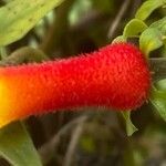 Manettia luteorubra Flor