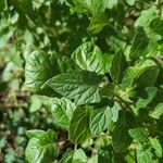 Solanum pimpinellifolium Лист