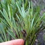 Podocarpus novae-caledoniae Habit