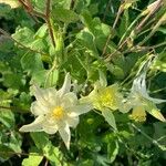 Aquilegia pubescens ফুল