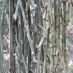 Rhipsalis floccosa Leaf