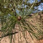 Pinus pinaster Blad