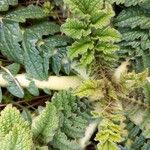 Raphanus raphanistrum Bark