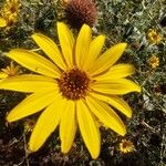 Tithonia tubaeformis Blüte