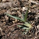 Poa bolanderi Habitus