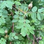 Rosa spinosissima Leaf