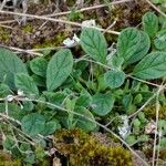 Helianthemum salicifolium Лист